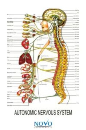 Chiropractic Lincoln NE First Visit ANS Infographic Chiropractic Lincoln NE First Visit ANS Infographic